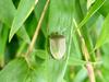 대나무 잎위의 풀색노린재 Nezara antennata (Green Stink Bug)