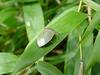 대나무 잎위의 풀색노린재 Nezara antennata (Green Stink Bug)