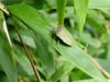대나무 잎위의 풀색노린재 Nezara antennata (Green Stink Bug)