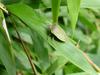 대나무 잎위의 풀색노린재 Nezara antennata (Green Stink Bug)