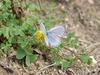 남방부전나비 Pseudozizeeria maha (Pale Grass Blue Butterfly)