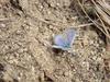 남방부전나비 Pseudozizeeria maha (Pale Grass Blue Butterfly)