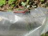 고추잠자리??? --> 두점박이좀잠자리(성숙 수컷) Sympetrum eroticum (Darter Dragonfly)