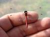 내 손가락에 앉힌 고추잠자리??? --> 두점박이좀잠자리(성숙 수컷) Sympetrum eroticum (Darter Dragonfly)