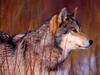 [Daily Photos CD 03] Attentive Look, Gray Wolf