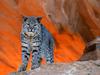 [Daily Photos CD 03] Bobcat, Utah
