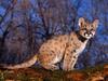 [Daily Photos CD 03] Cougar Baby