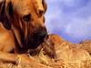[Daily Photos CD 03] Pooch Smooch (Dog mother and puppy)