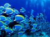 [Daily Photos CD 03] Powder Blue Tang School