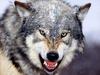 [Daily Photos CD 03] Snarling Gray Wolf