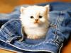 [Daily Photos CD 03] White Kitten - The Little Explorer