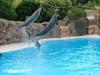 dolphins