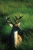 White-tailed Deer buck (Odocoileus virginianus)