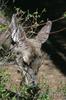 White-tailed Deer (Odocoileus virginianus)