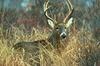 White-tailed Deer buck (Odocoileus virginianus)