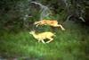 White-tailed Deer jumping (Odocoileus virginianus)