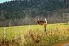 White-tailed Deer jumping (Odocoileus virginianus)