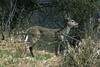 White-tailed Deer (Odocoileus virginianus)