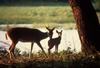 White-tailed Deer mother and fawn (Odocoileus virginianus)