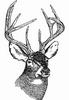 [Drawing] White-tailed Deer (Odocoileus virginianus)