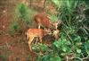 Florida Key Deer mother and fawn (Odocoileus virginianus clavium)