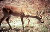 Florida Key Deer (Odocoileus virginianus clavium)