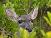 Florida Key Deer (Odocoileus virginianus clavium)