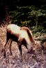 Young Moose (Alces alces)