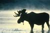 Bull Moose (Alces alces)