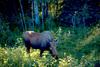 Moose (Alces alces)