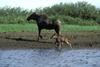 Moose mother and calf (Alces alces)