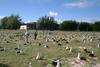Laysan Albatross flock (Diomedea immutabilis)