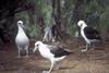 Laysan Albatross trio (Diomedea immutabilis)