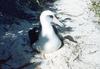 Laysan Albatross on nest (Diomedea immutabilis)