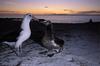 Laysan Albatross and chick (Diomedea immutabilis)