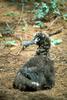 Laysan Albatross chick (Diomedea immutabilis)