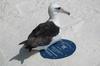 Laysan Albatross (Diomedea immutabilis)