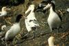 Short-tailed Albatross breeding colony (Diomedea albatrus)