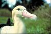 Short-tailed Albatross (Diomedea albatrus)