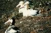 Short-tailed Albatross (Diomedea albatrus)