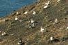 Short-tailed Albatross (Diomedea albatrus)