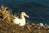 Short-tailed Albatross (Diomedea albatrus)