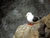 Red-legged Kittiwake (Rissa brevirostris)