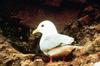 Red-legged Kittiwake (Rissa brevirostris)