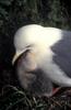 Red-legged Kittiwake and chick (Rissa brevirostris)