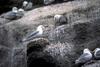 Black-legged Kittiwake colony (Rissa tridactyla)