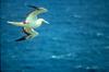 Red-footed Booby in flight (Sula sula)