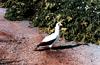 Masked Booby (Sula dactylatra)