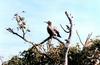 Red-footed Booby perched (Sula sula)