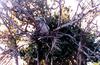 Red-footed Booby nesting (Sula sula)